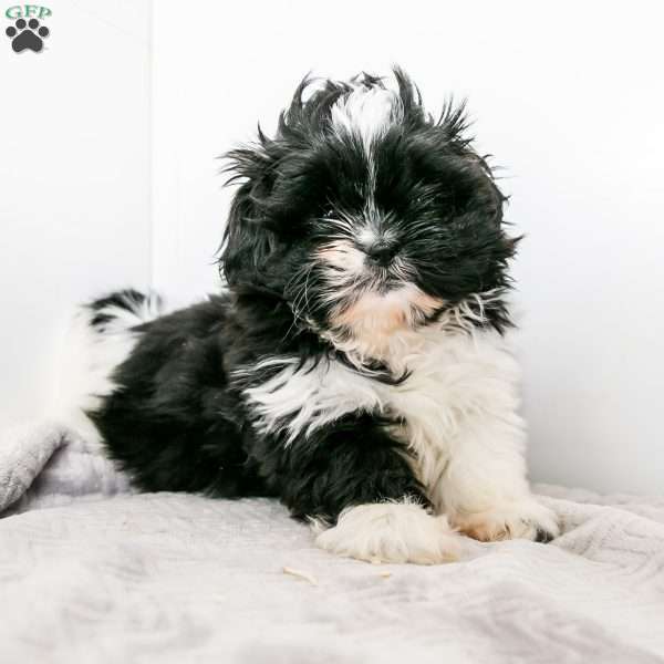 Kaylee, Shih Tzu Puppy